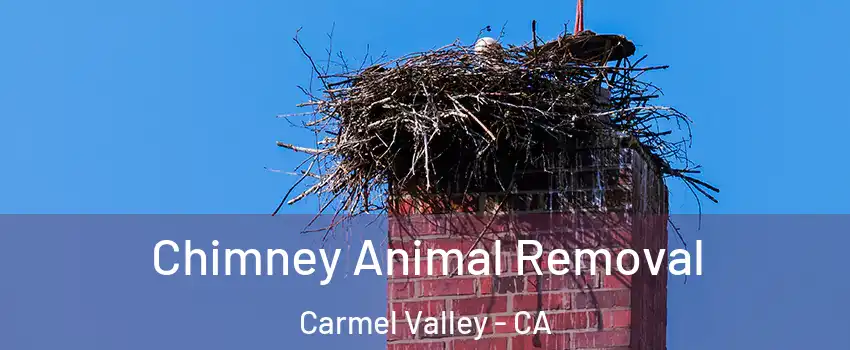 Chimney Animal Removal Carmel Valley - CA