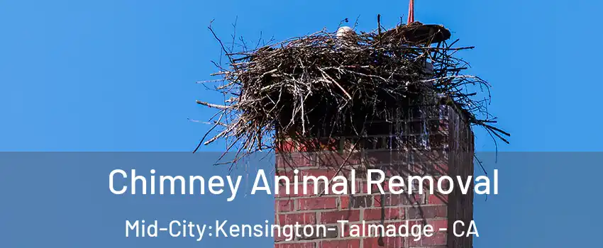 Chimney Animal Removal Mid-City:Kensington-Talmadge - CA