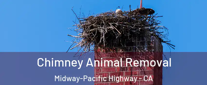 Chimney Animal Removal Midway-Pacific Highway - CA