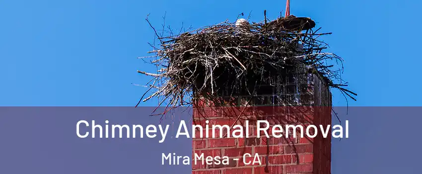 Chimney Animal Removal Mira Mesa - CA