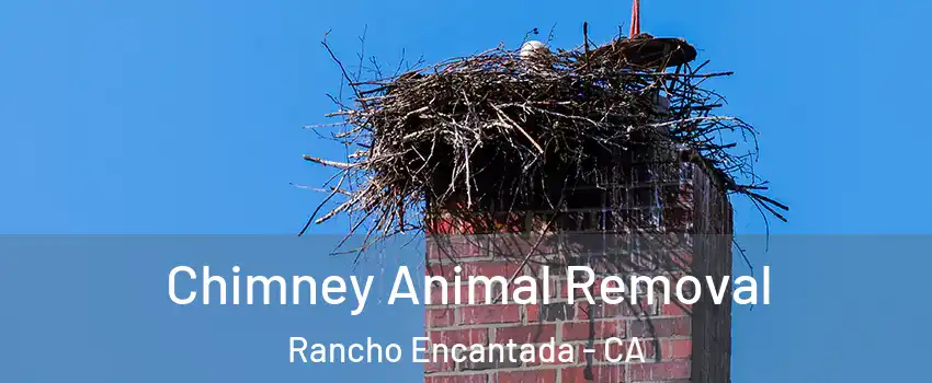 Chimney Animal Removal Rancho Encantada - CA