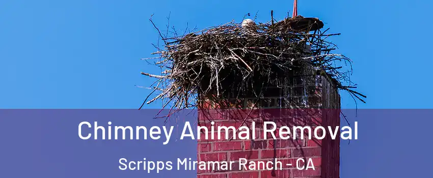 Chimney Animal Removal Scripps Miramar Ranch - CA