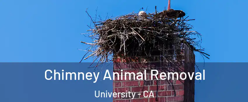 Chimney Animal Removal University - CA