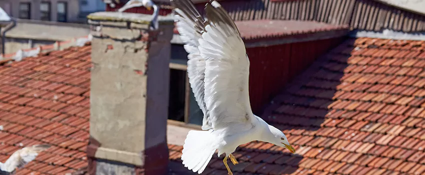 Residential Chimney Animal Removal Solution in Mid-City:Kensington-Talmadge, CA